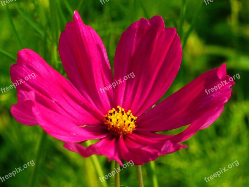 Cosmea Cosmos Flower Blossom Bloom