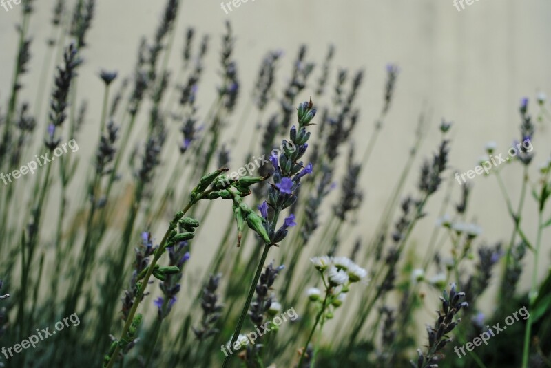 Lavender Summer Medicinal Bed Free Photos