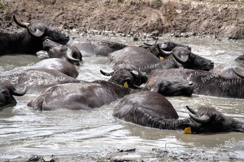 Buffalo Animal Mud Take A Bath Scot