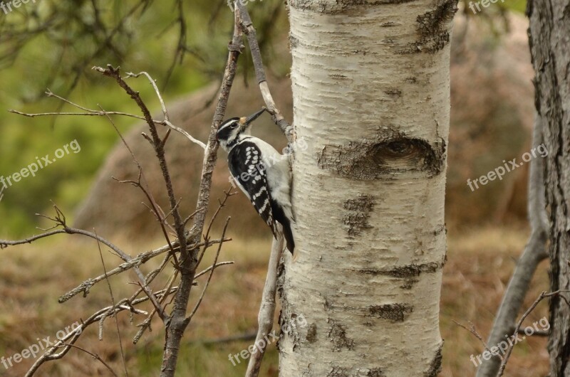 Woodpecker Bird Tree Birch Nature