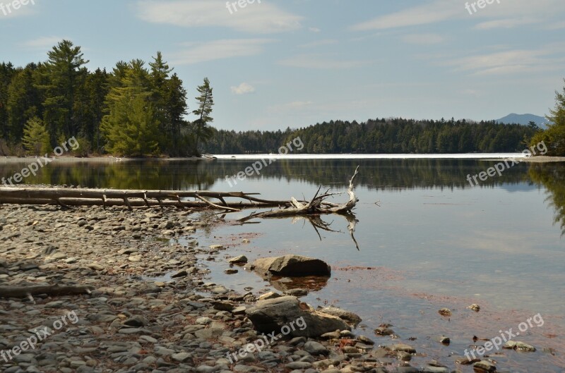 More Forest Tree Beach Pebble Tree Stump