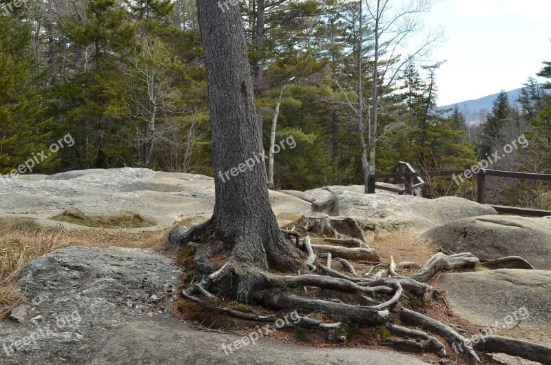 Tree Root Tree Root Rock Bald