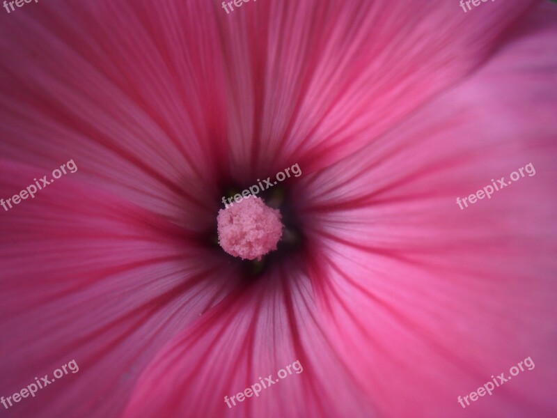 Flower Pink Macro Nature Summer Flowers