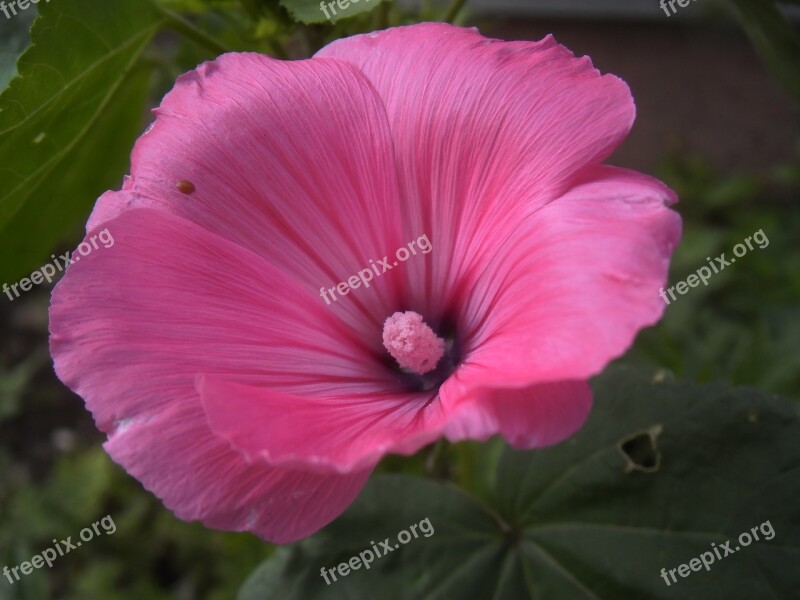 Flower Pink Petals Pistil Nature