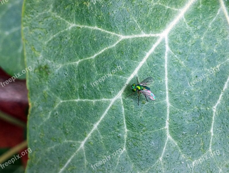 Fly Long Legged Fly Dolichopodidae Long-legged Flies Insect