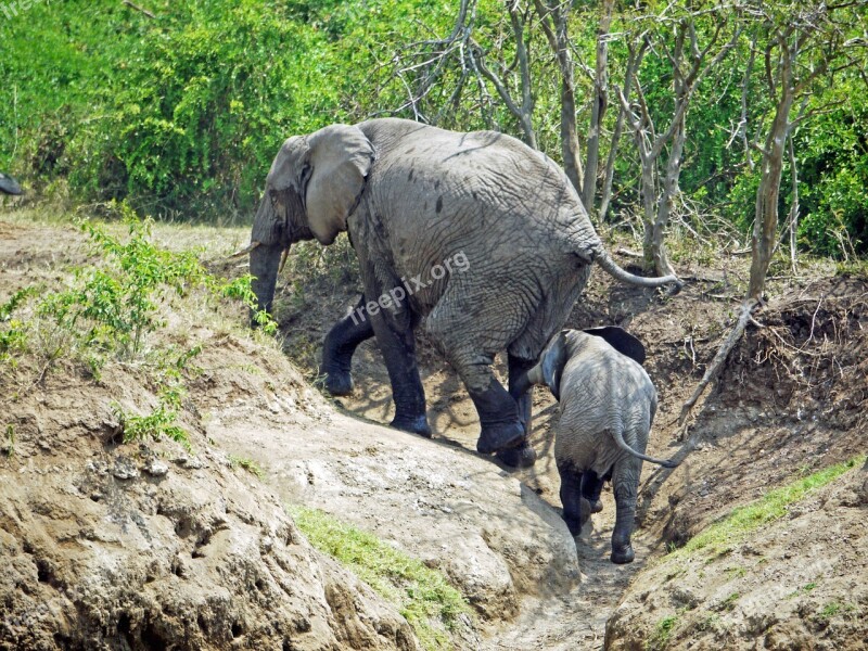 Elephant Uganda Upward Climb Animals