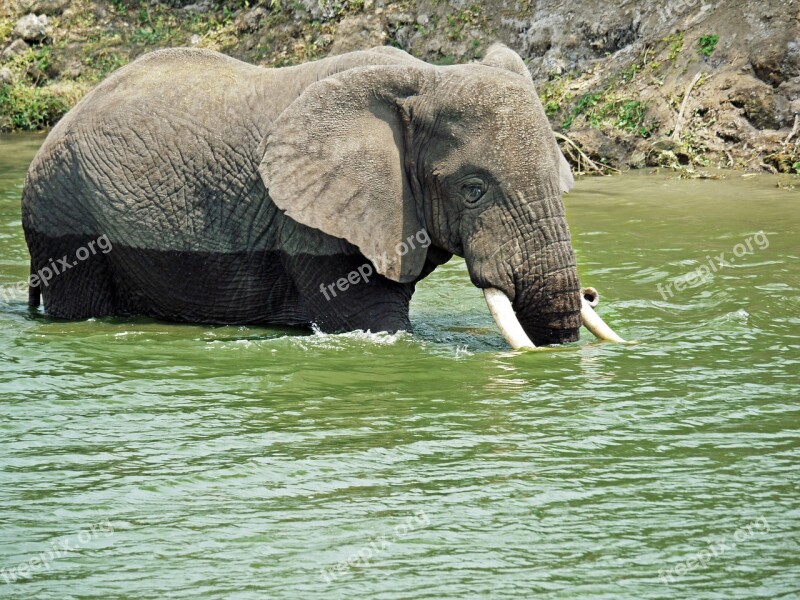 Elephant Swim Play Uganda Refreshment