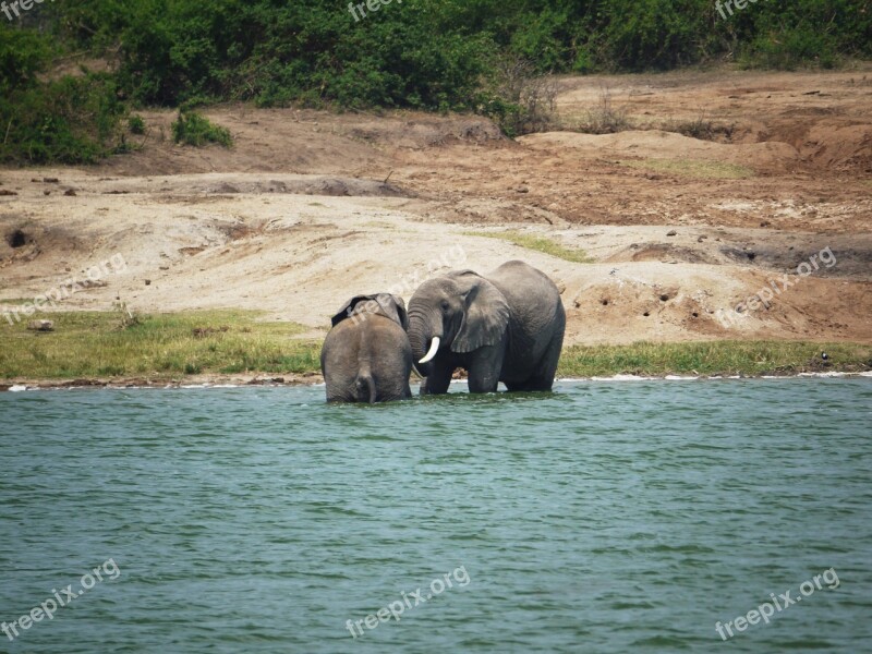 Elephant Swim Play Uganda Refreshment