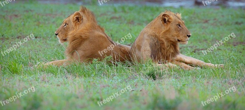 Wildlife Lion African Carnivore Male