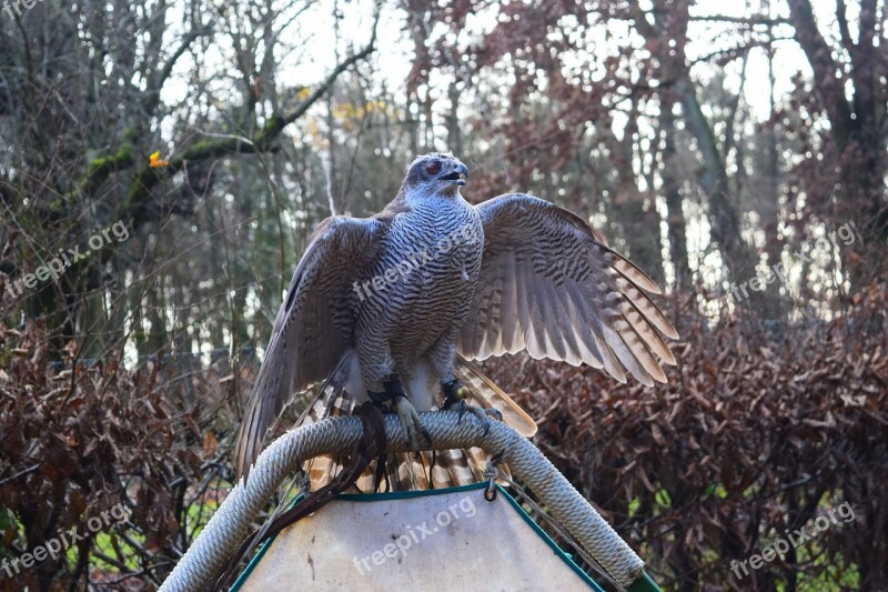 Hawk Forest Raptor Free Photos