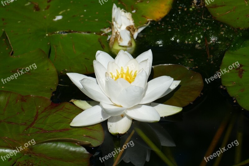 Water Lily Bird Park Walsrode Park Macro