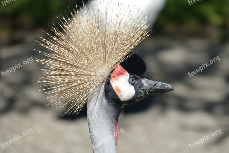 Eastern Head Headdress Delicate Walsrode