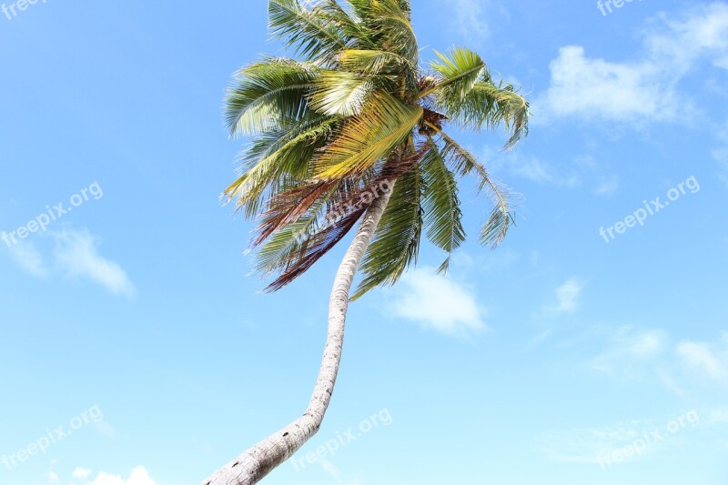 Maldives Palm Sky Clouds Palm Leaves