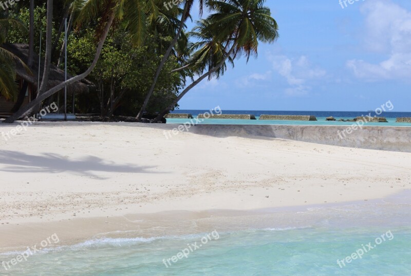 Maldives Sea Beach Palm Trees Vacations