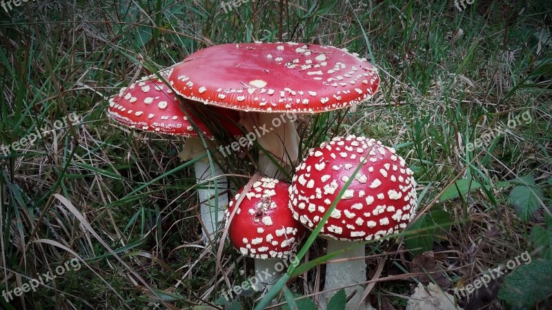 Fly Agaric Mushroom Toxic Forest Autumn