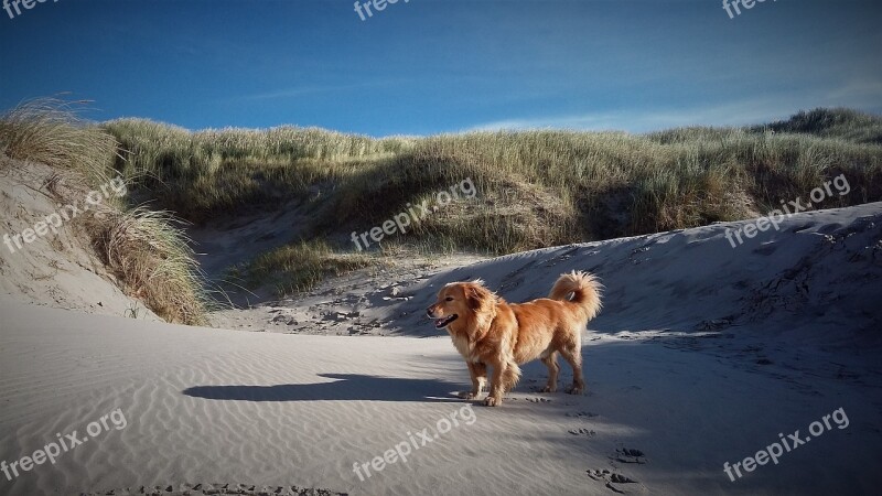 Dog Beach Dunes Grass Dog On Beach