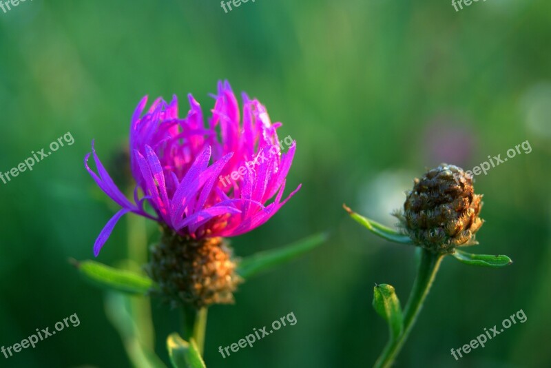 Cornflower Bluebottle Blue Nature Flower