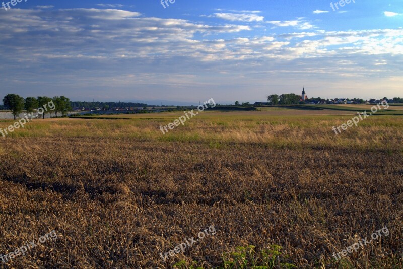 Field Fields Corn Cereals Landscape