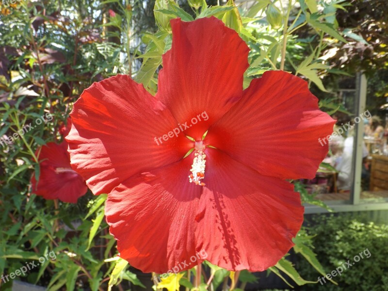 Hibiscus Red Flower Vibrant Nature Tropical