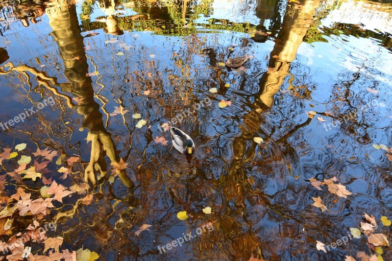 Leaves Fall Duck Water Reflection