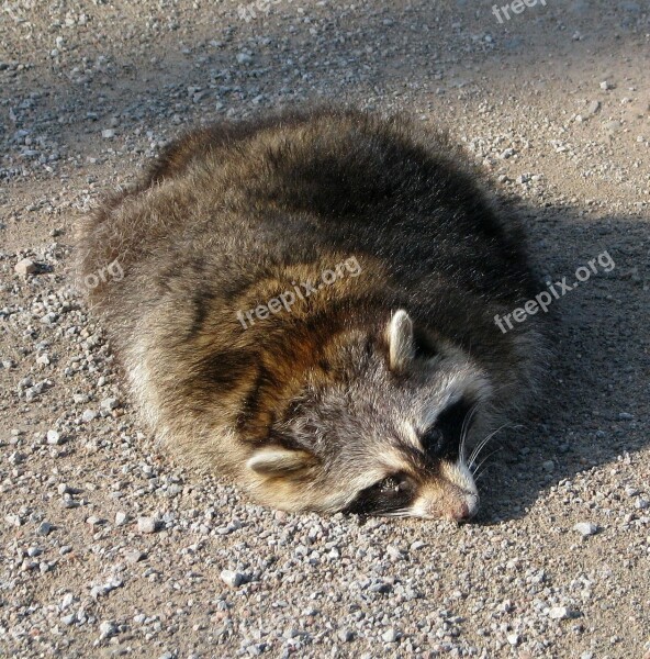 Roadkill Common Raccoon North American Raccoon Procyon Lotor Old Hungerford Road