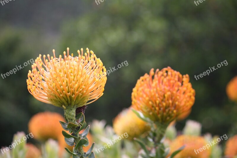 Fynbos South Africa Cape Town Kirstenbosch Yellow