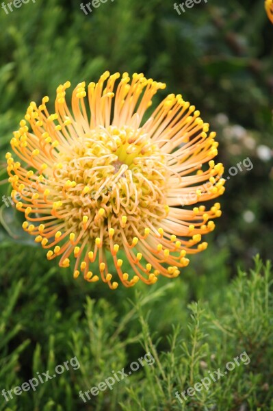 Fynbos South Africa Cape Town Kirstenbosch Yellow