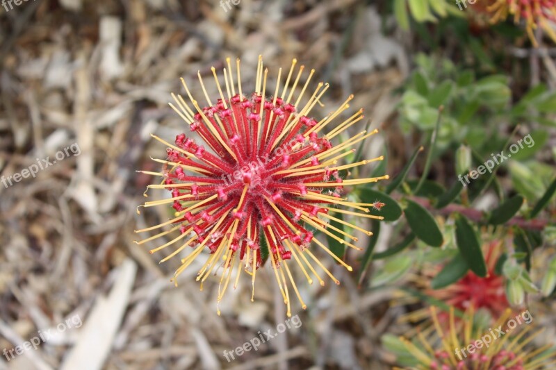 Fynbos South Africa Cape Town Kirstenbosch Plant