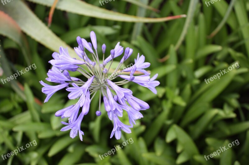 South Africa Cape Town Kirstenbosch Flower Plant