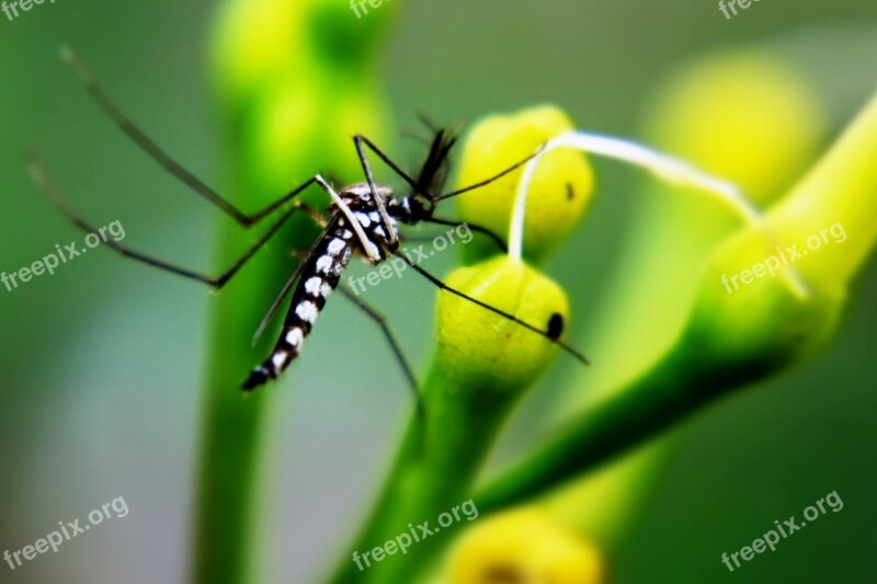 Mosquito Insect Animal Parasite Macro