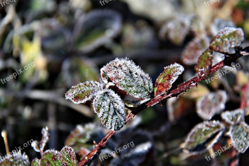 Frost Winter Forest Ice Cold