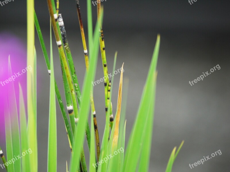 Dwarf Bamboo Background Grass Decorative Bamboo