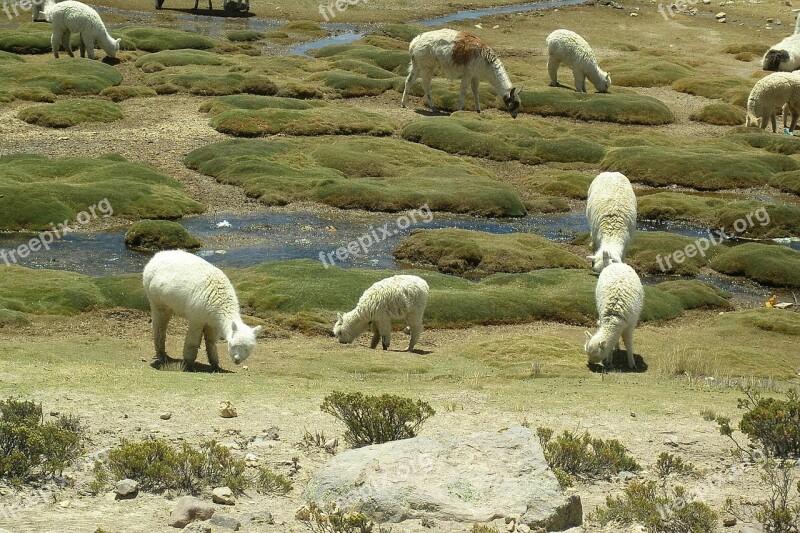 Lama Vicuña Animals Andes South America