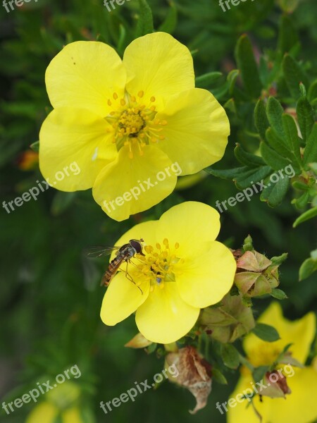 Flower Yellow Flower Yellow Nature Plant