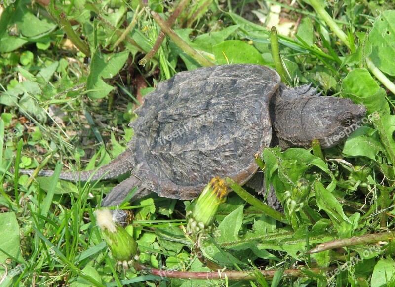 Common Snapping Turtle Chelydra Serpentina Juvenile Moneymore Ontario