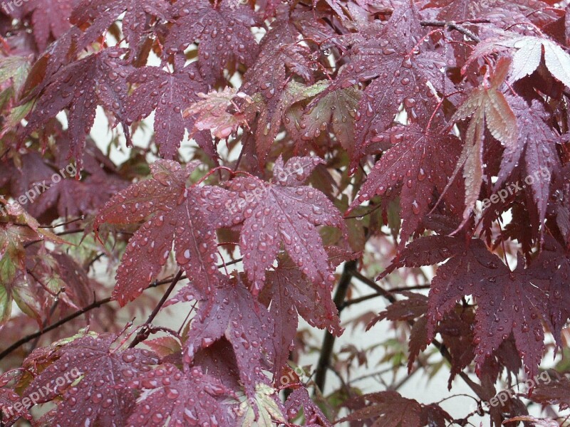 Dew Water Sheet Red Morning