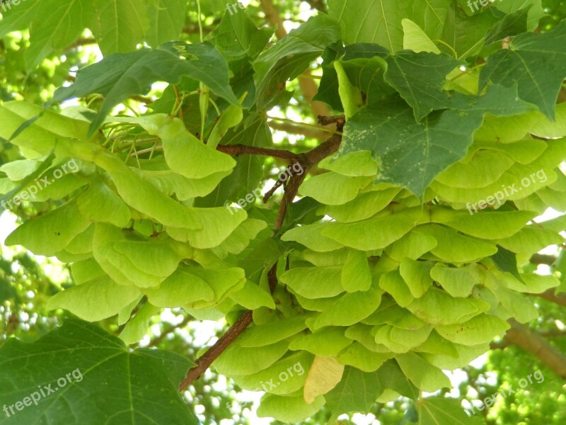 Maple Infructescence Fruits Tree Leaves