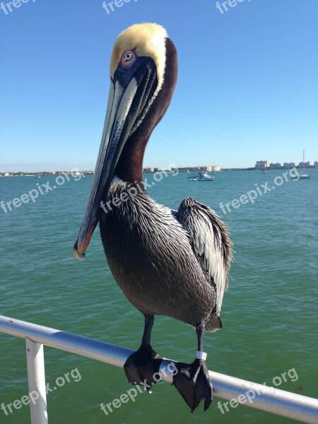 Pelican Tropical Water Dock St Petersburg