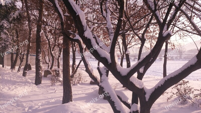 Nature Winter Snow Wood Twig