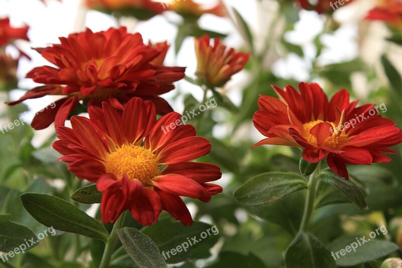 Margaret Red Daisy Flowers Garden Free Photos