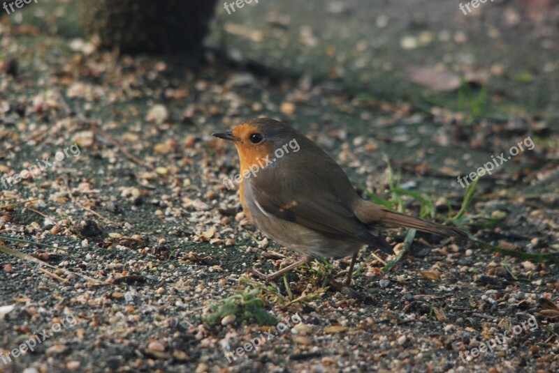 Robin Bird Eye Small Color