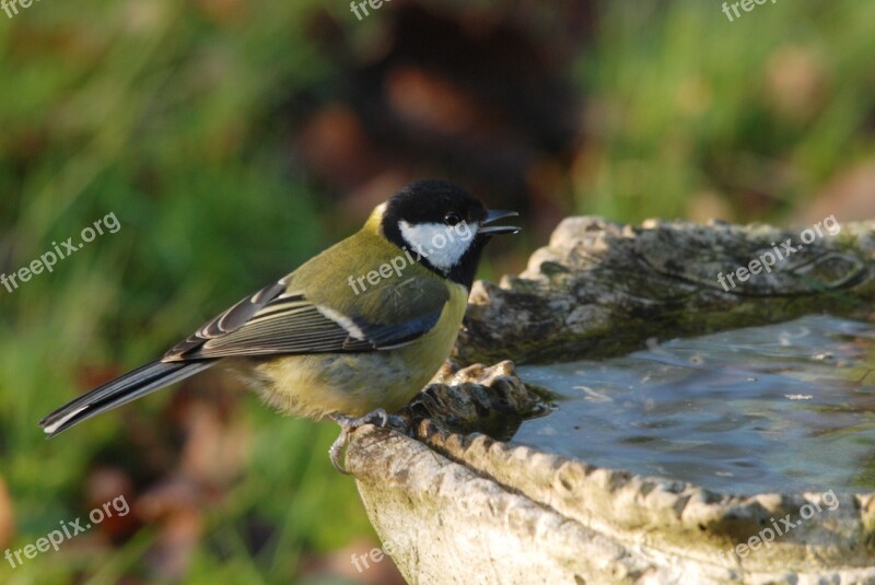 Great Tit Tit Bird Drinking Water