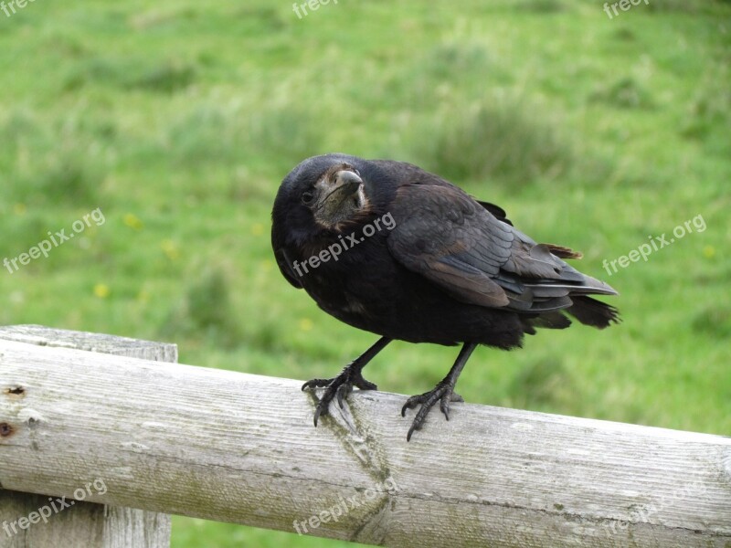 Bird Look Question Perch Looking