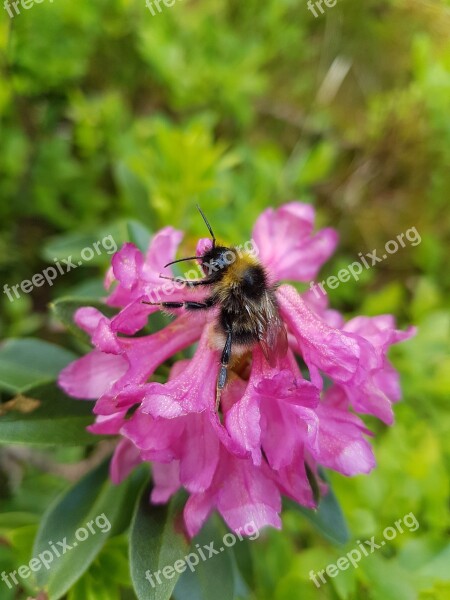 Alpine Rose Flower Alpine Flower Alpine Plant Almrausch