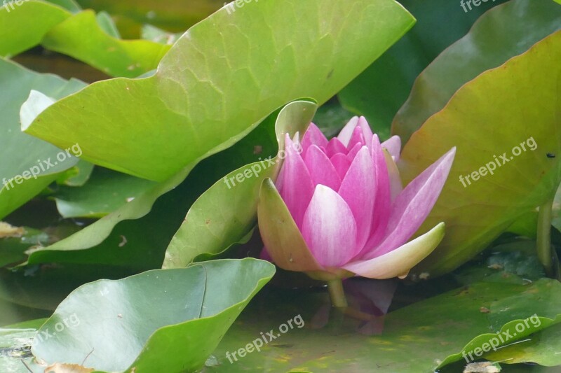 Lake Rose Water Lily Plant Pond Water