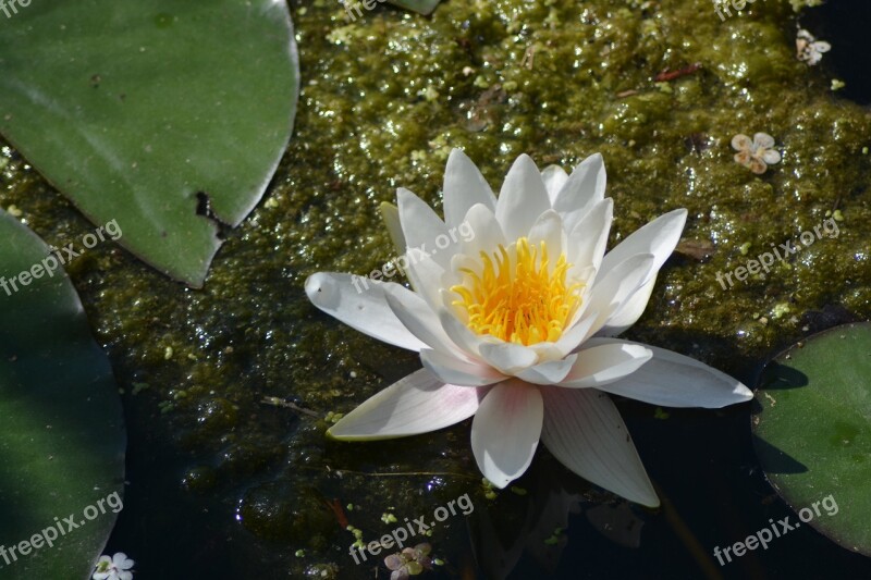 Lotus Flower White Yellow Nature