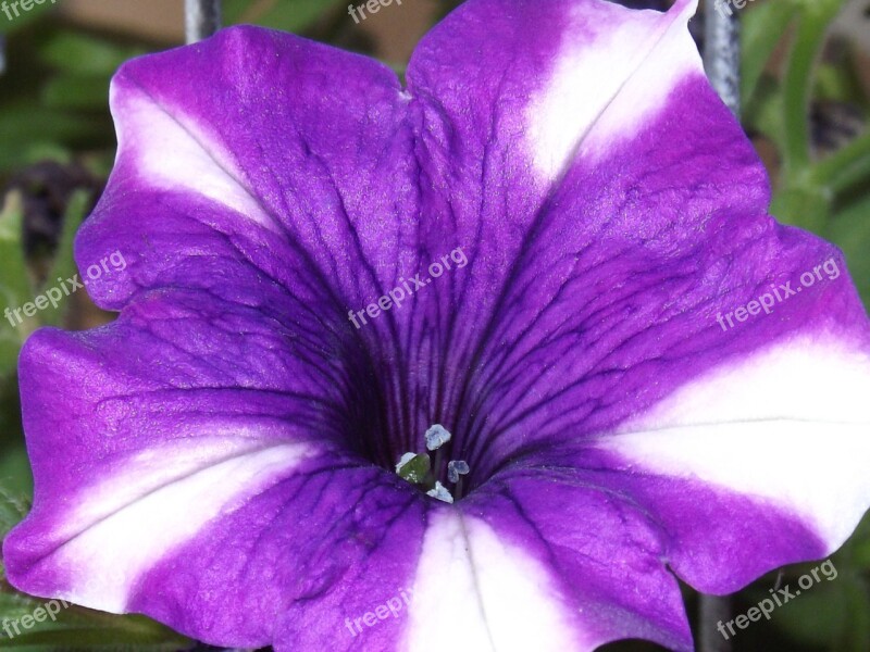 Flowers Garden Flowers Petunia Violet White