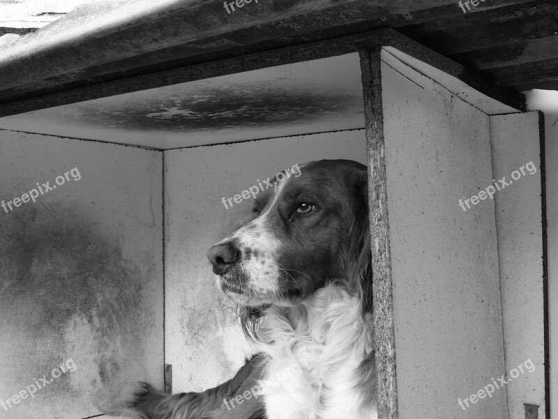 Dog White And Black And White Animal