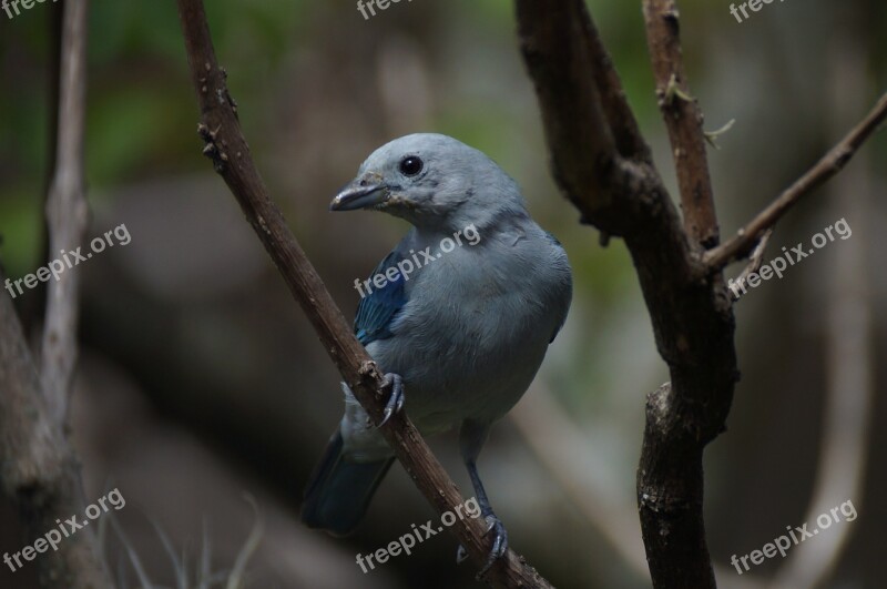 Bird Ave Canary Birds Bluebird