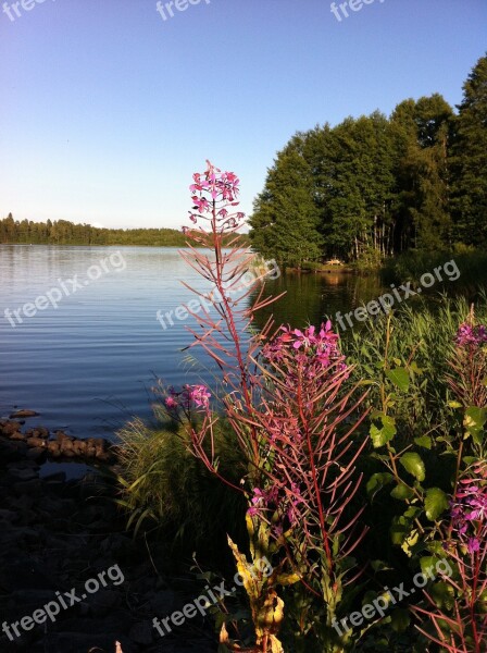 Lake Flowers Forest Summer Summer Flowers